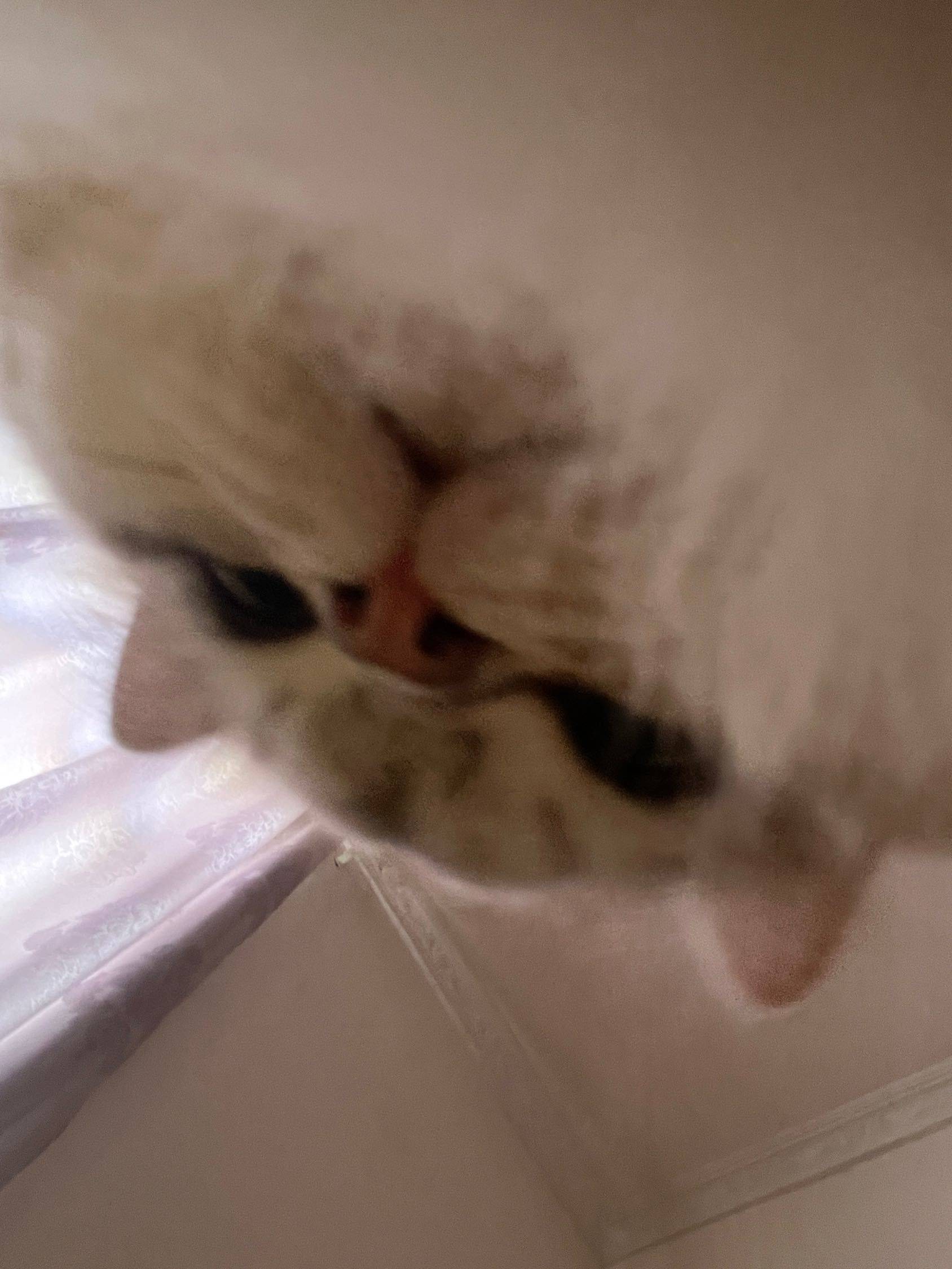 喜欢咪咪大王嘛