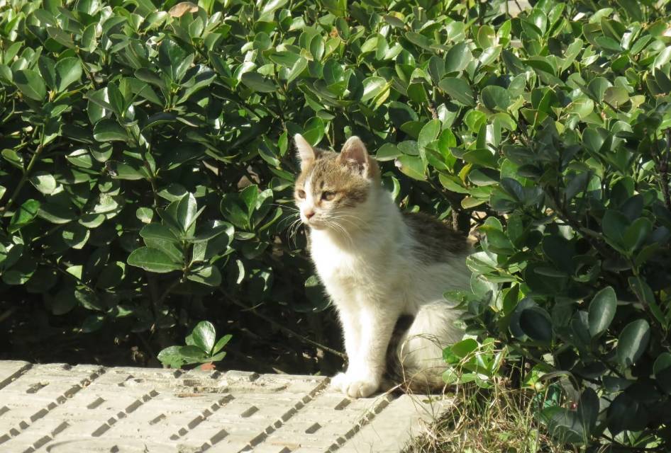 当代大学生的精神支柱：学校里的猫主子们🐱_1