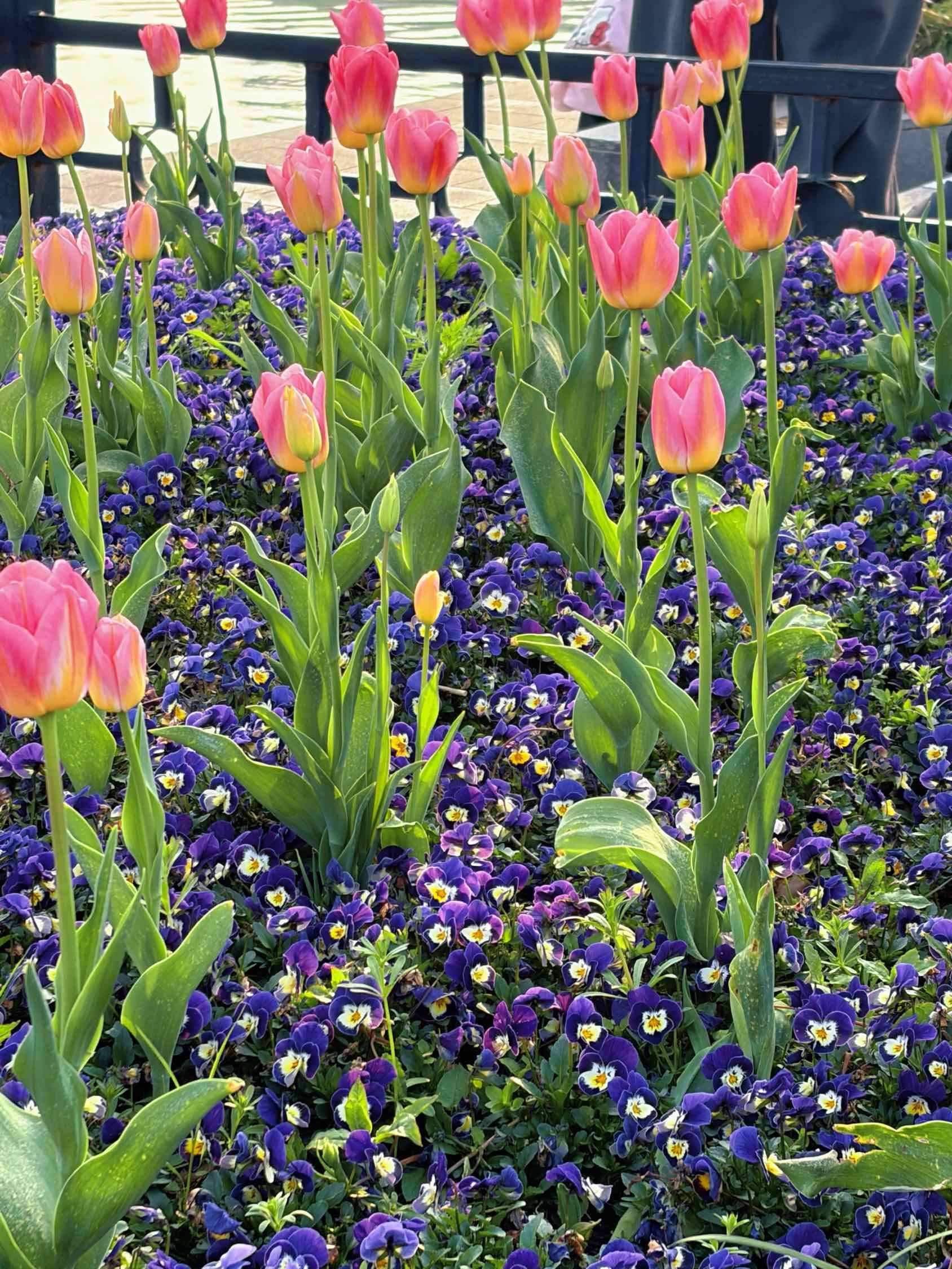 个人转租 无中介费 春日限定 