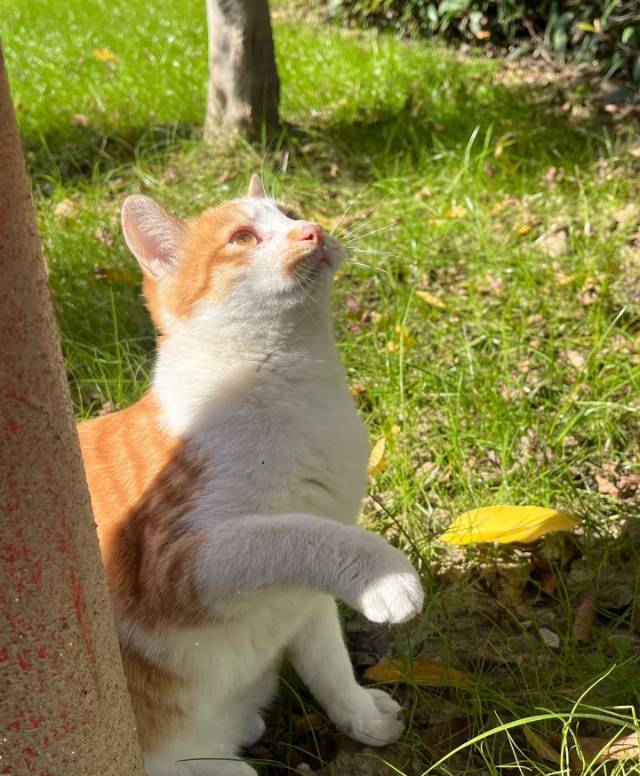 当代大学生的精神支柱：学校里的猫主子们🐱_2