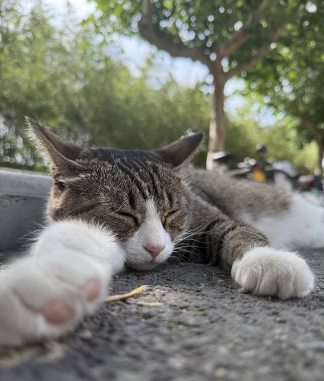 当代大学生的精神支柱：学校里的猫主子们🐱