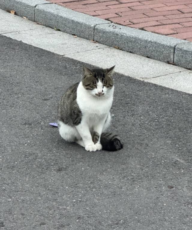当代大学生的精神支柱：学校里的猫主子们🐱_3