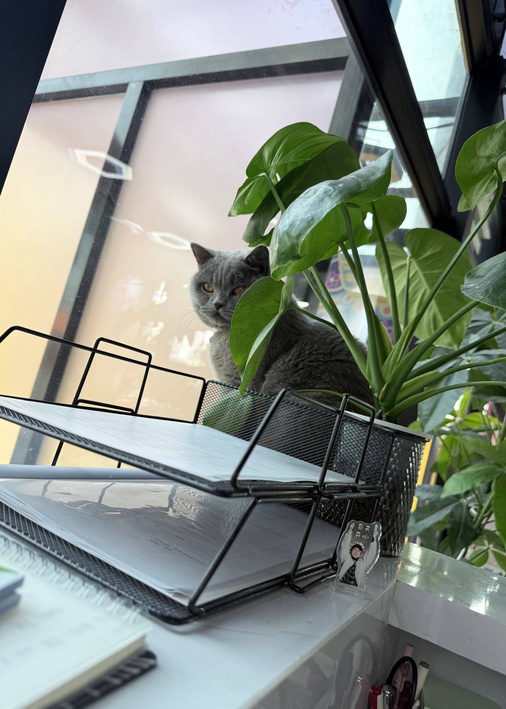 咪想出去玩，但咪不敢自己出去～_2