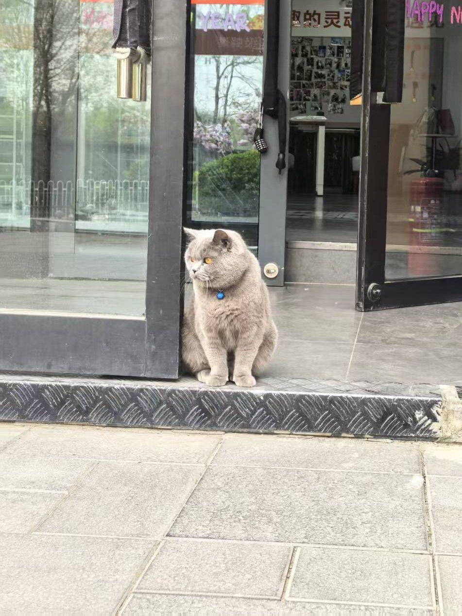 咪想出去玩，但咪不敢自己出去～