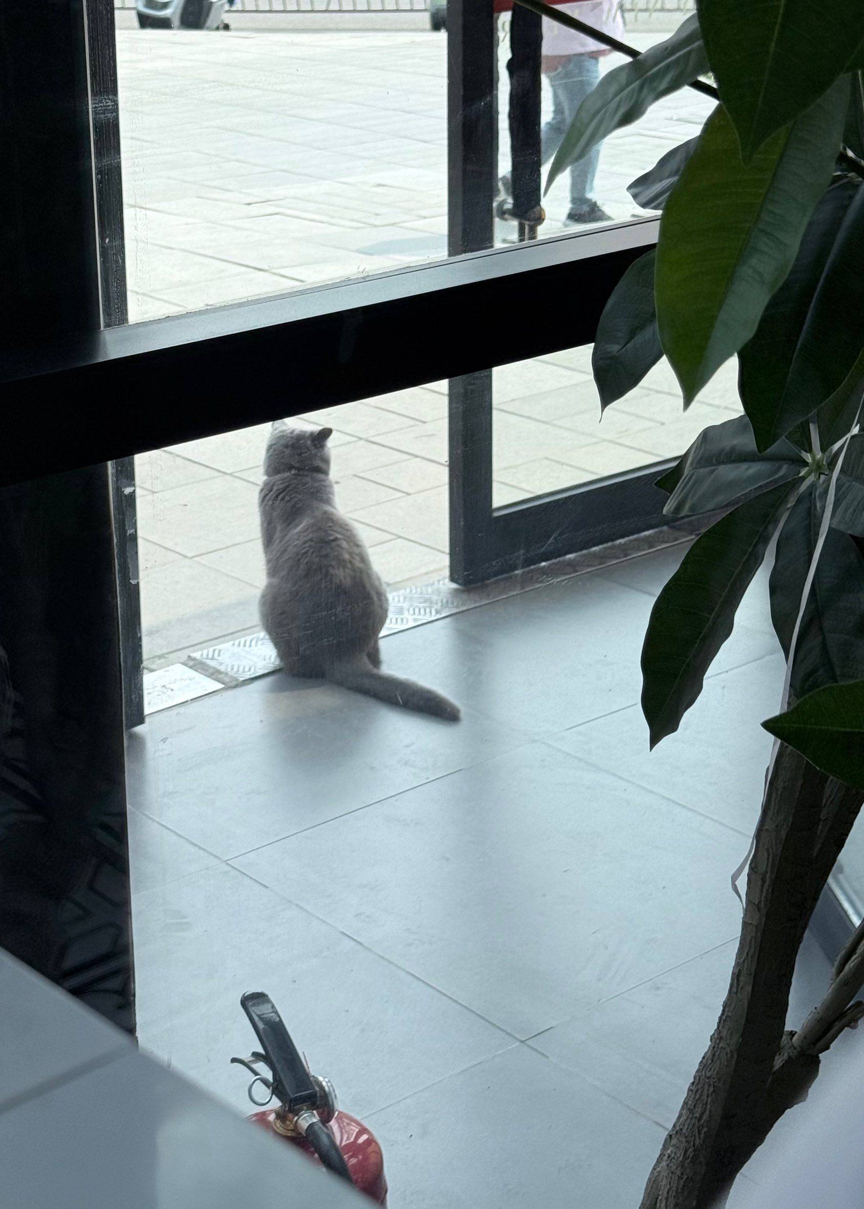 咪想出去玩，但咪不敢自己出去～_1