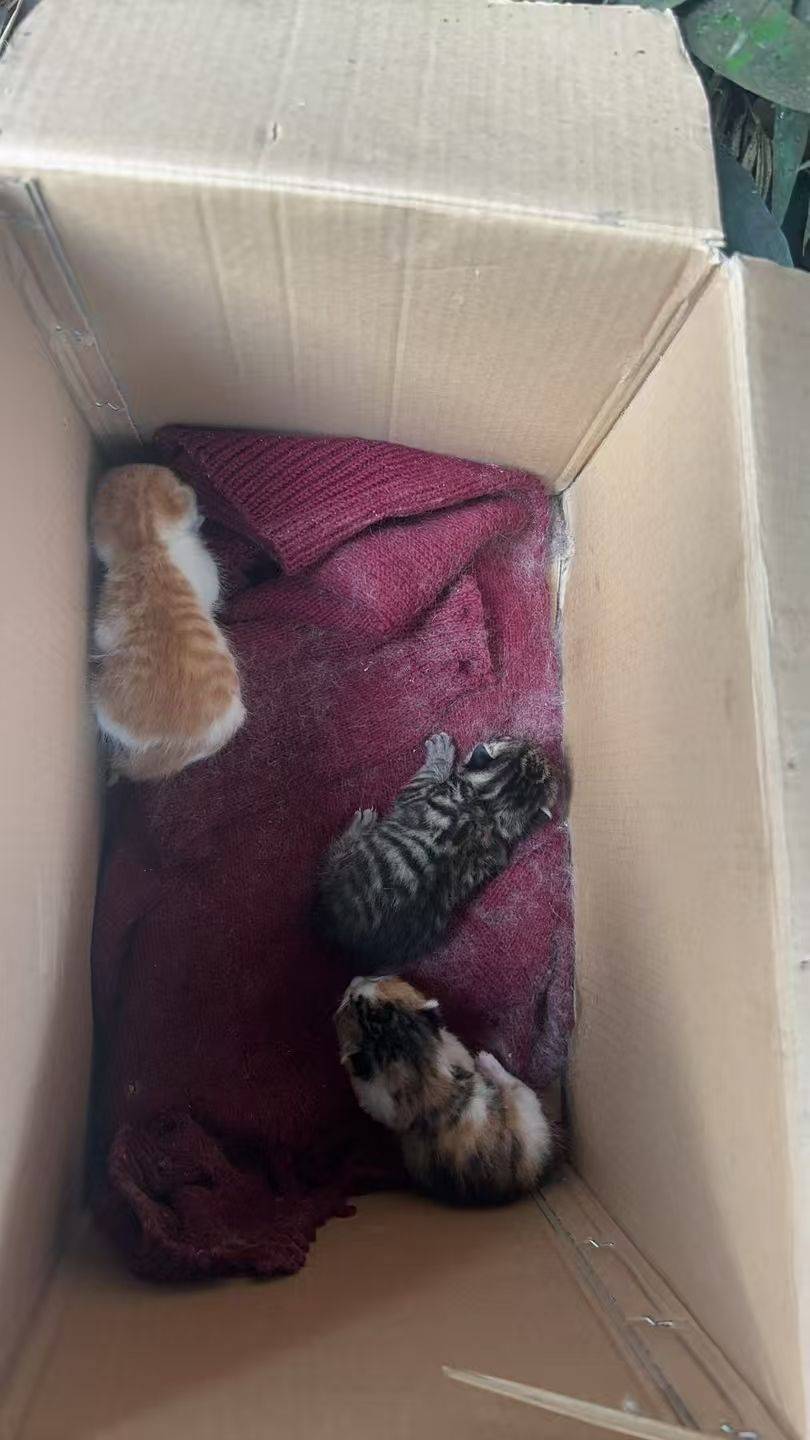 家里的三花生了三只宝宝，想找领养