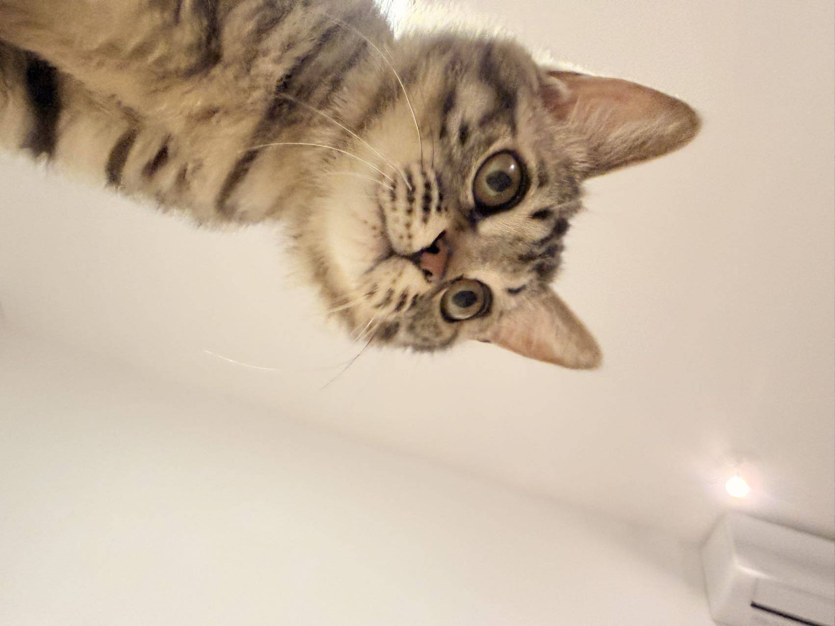 松江小猫求领养_4