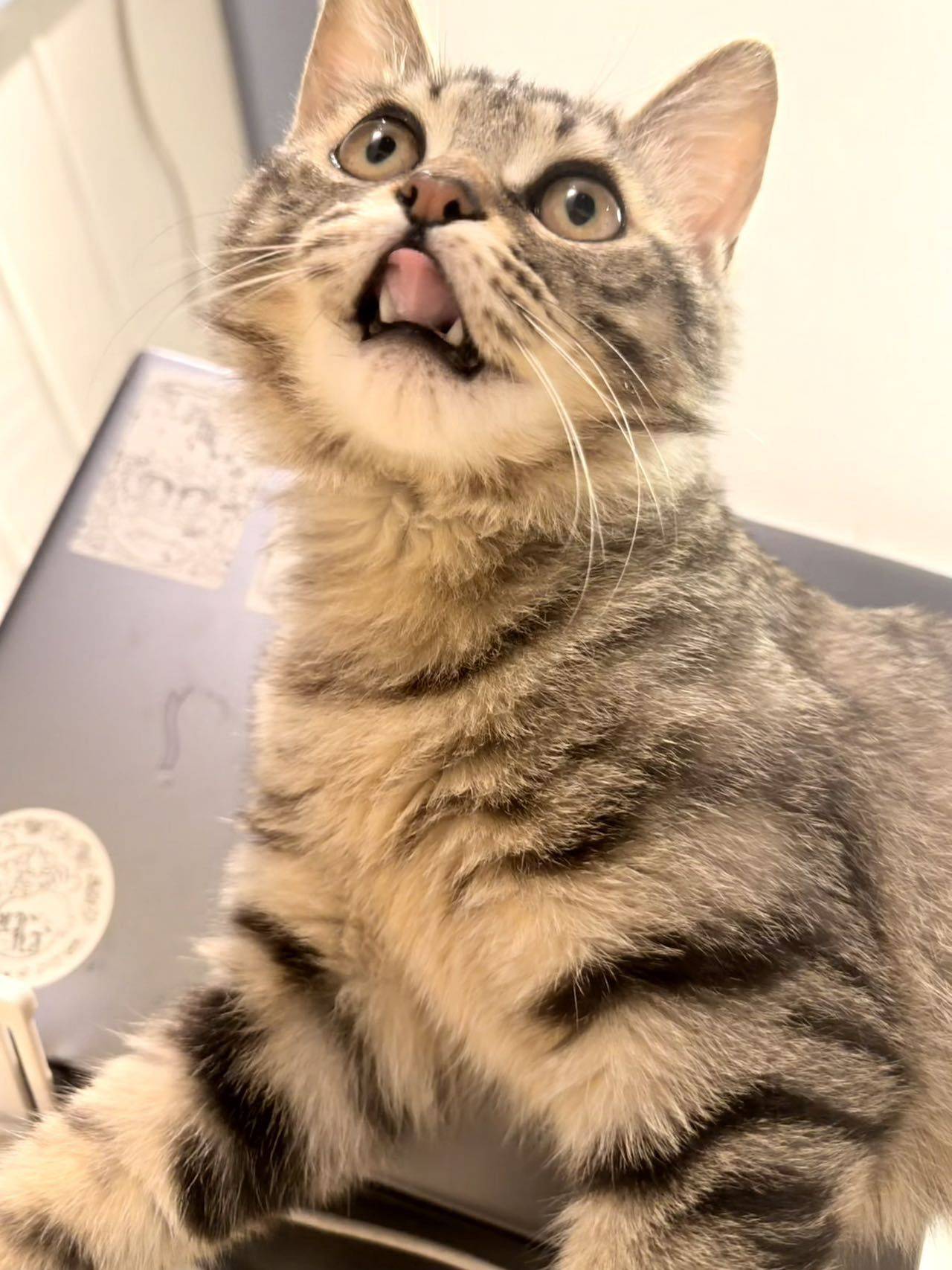 松江小猫求领养_3