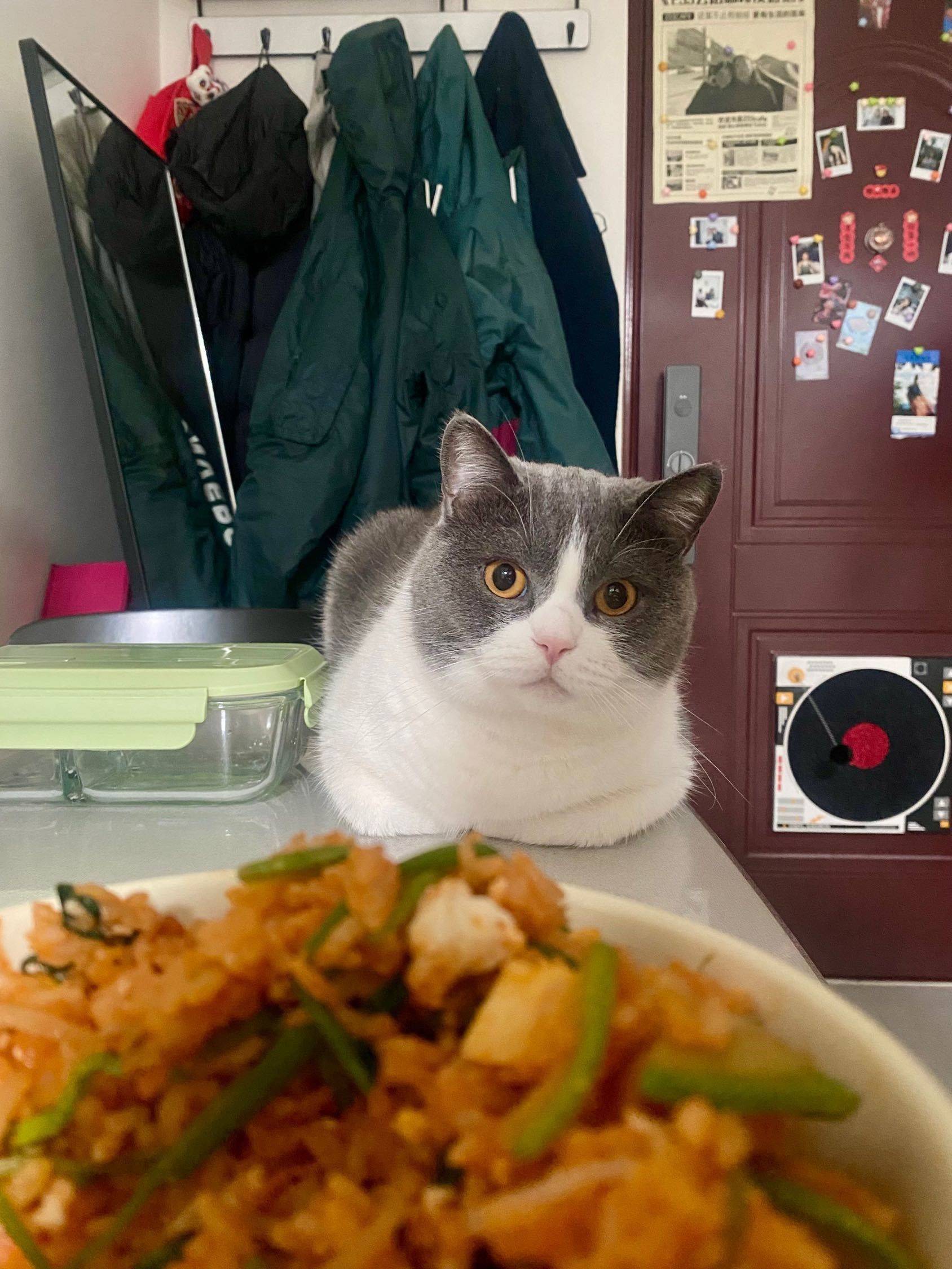 陪伴式小猫