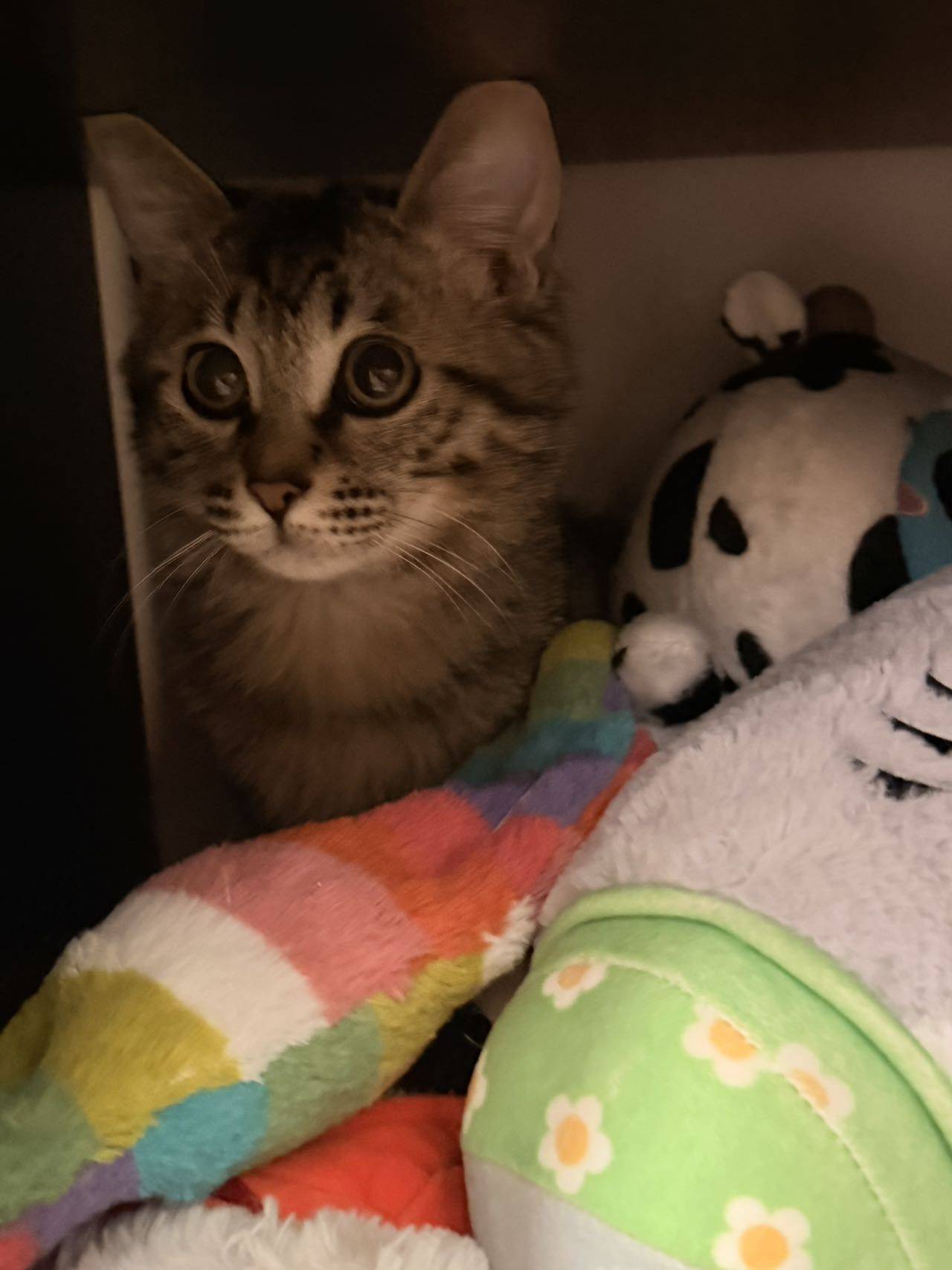 松江小猫求领养