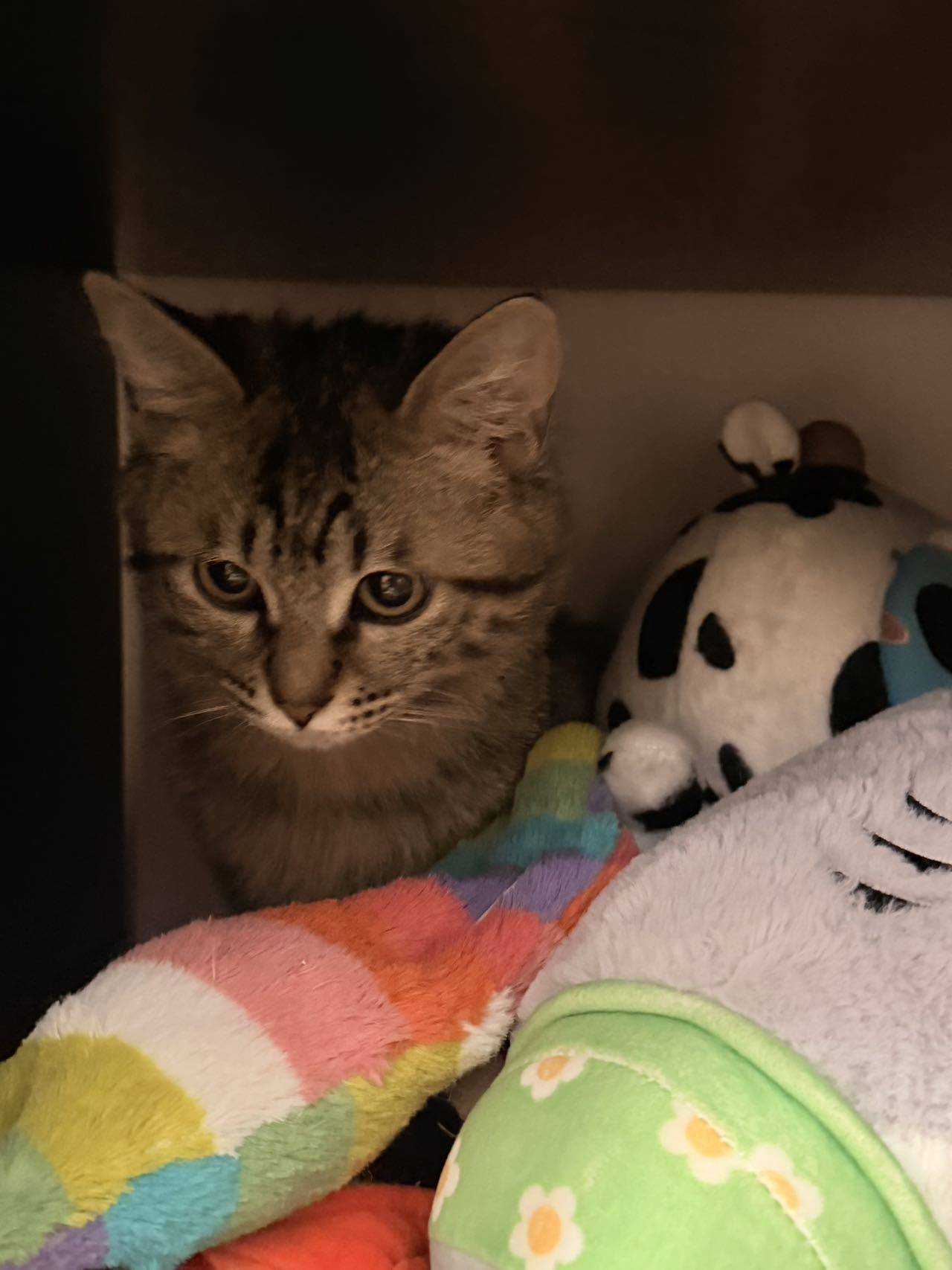 松江小猫求领养_1