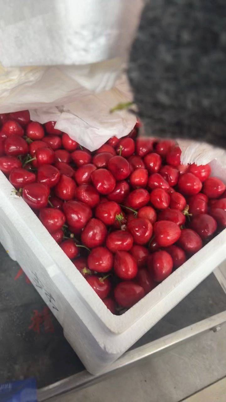 沈阳八家子樱桃40一斤酸甜口 甜大于酸 