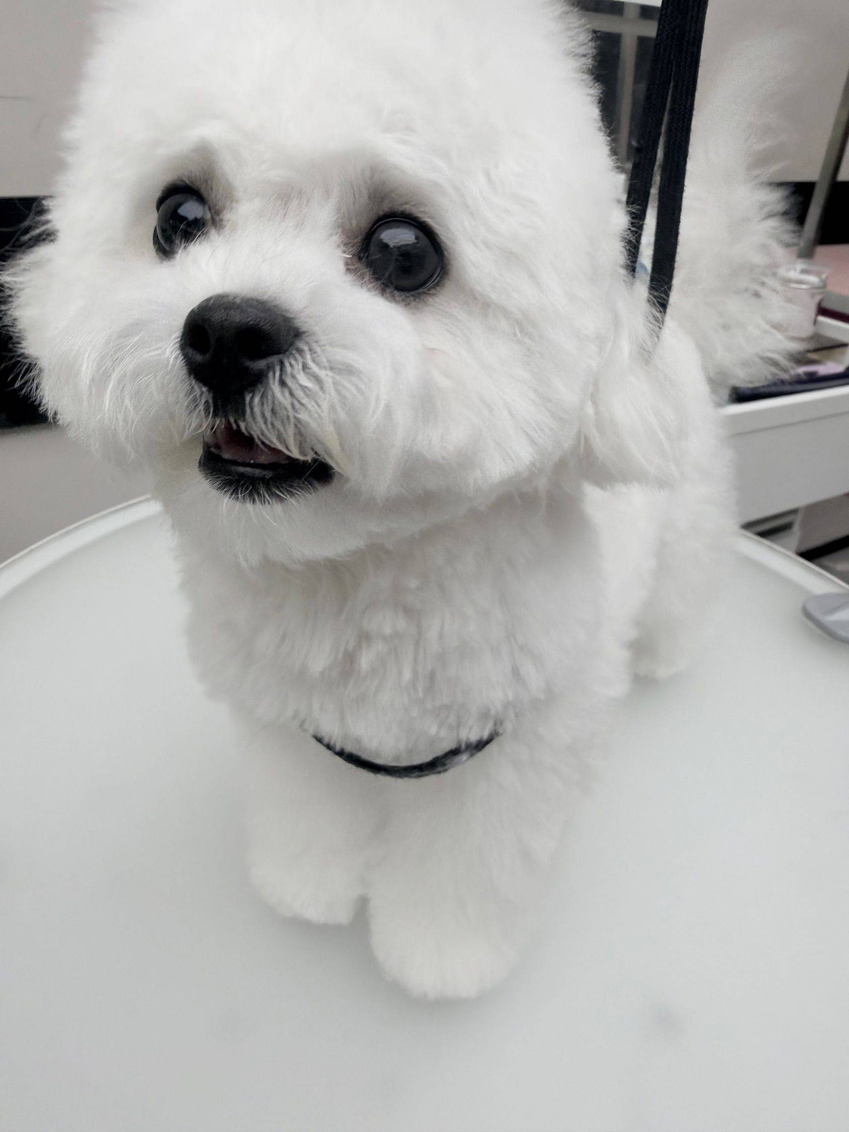 MiuMiu 我家萌宠最可爱 