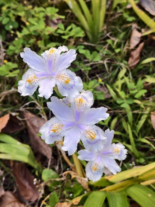 花期会过，但照片里的好看不会。_4