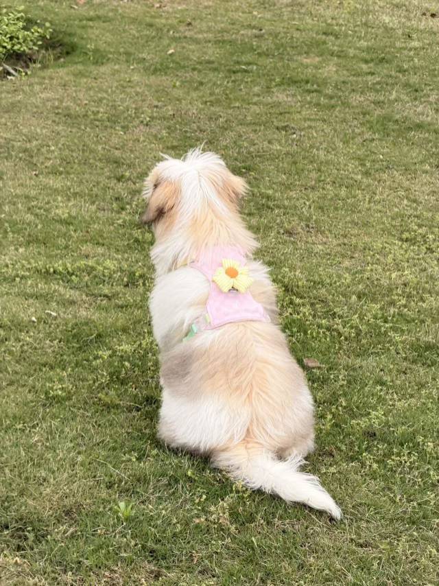 狗狗领养_1