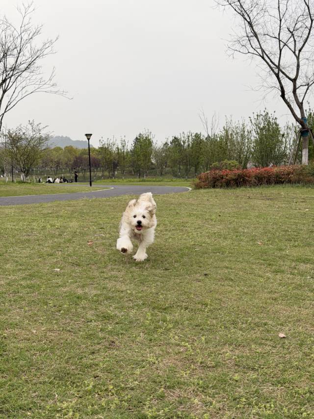 狗狗领养_2