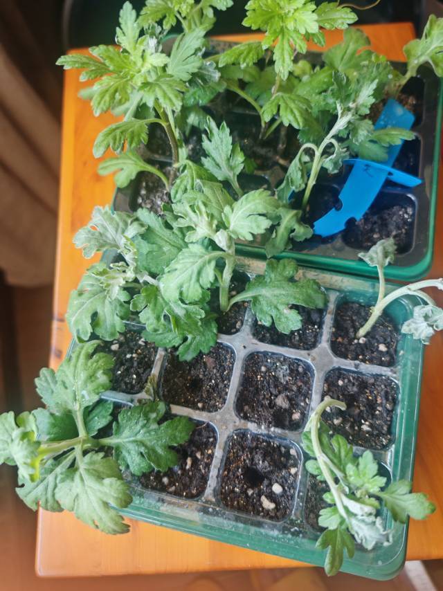 上海浦东世博/南码头菊花苗扦插苗分享
