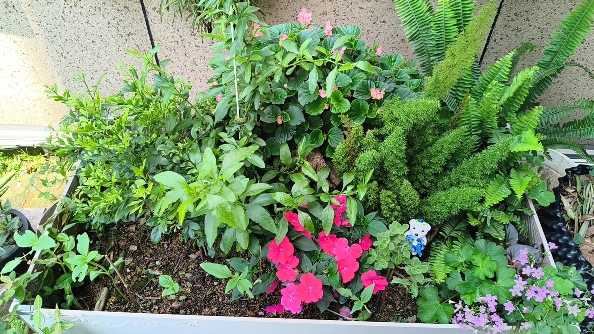 我的花镜