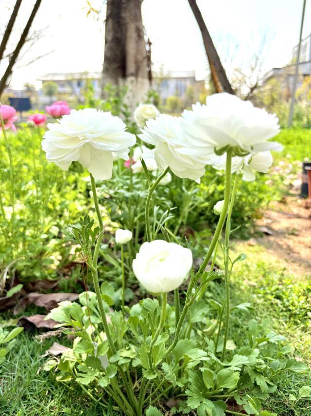 花期会过，但照片里的好看不会。_2