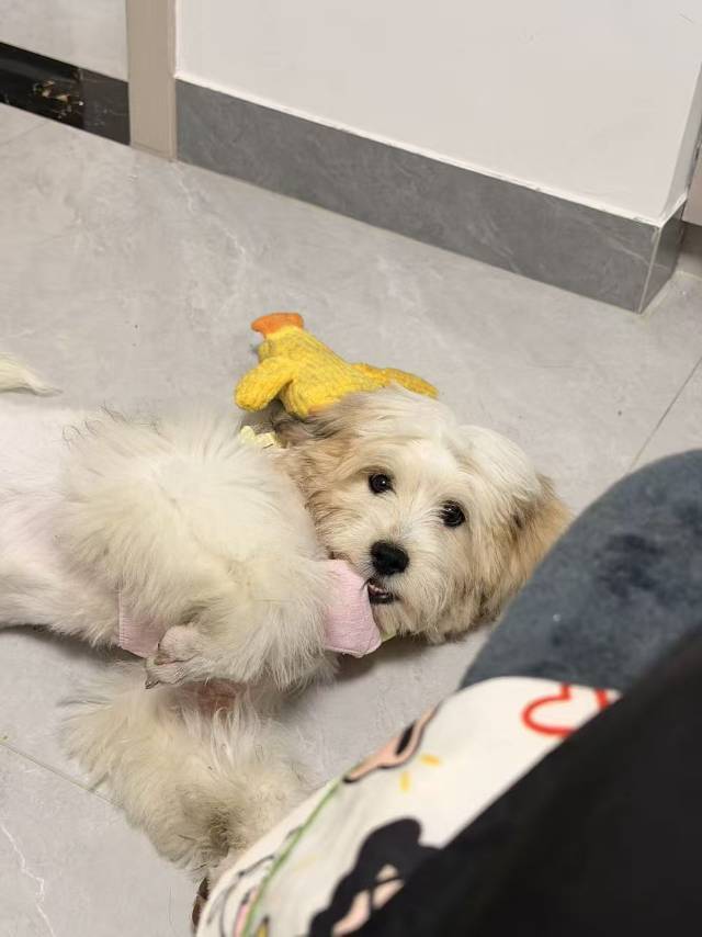狗狗领养