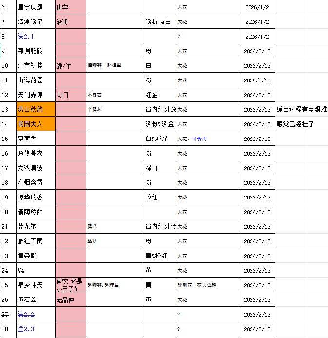 上海浦东世博/南码头菊花苗扦插苗分享_4