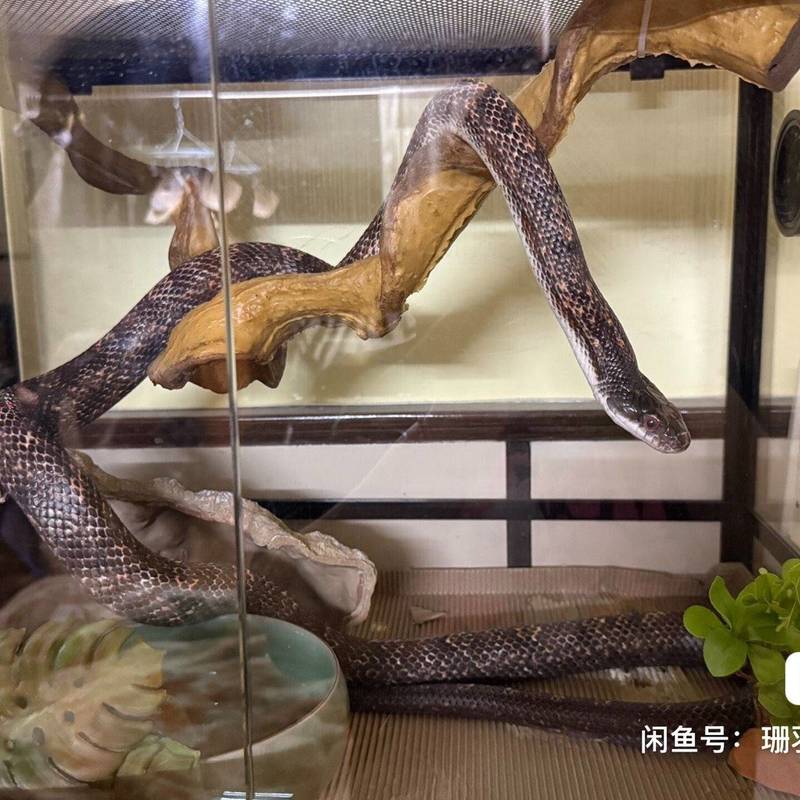 出家养德州属蛇一条 800