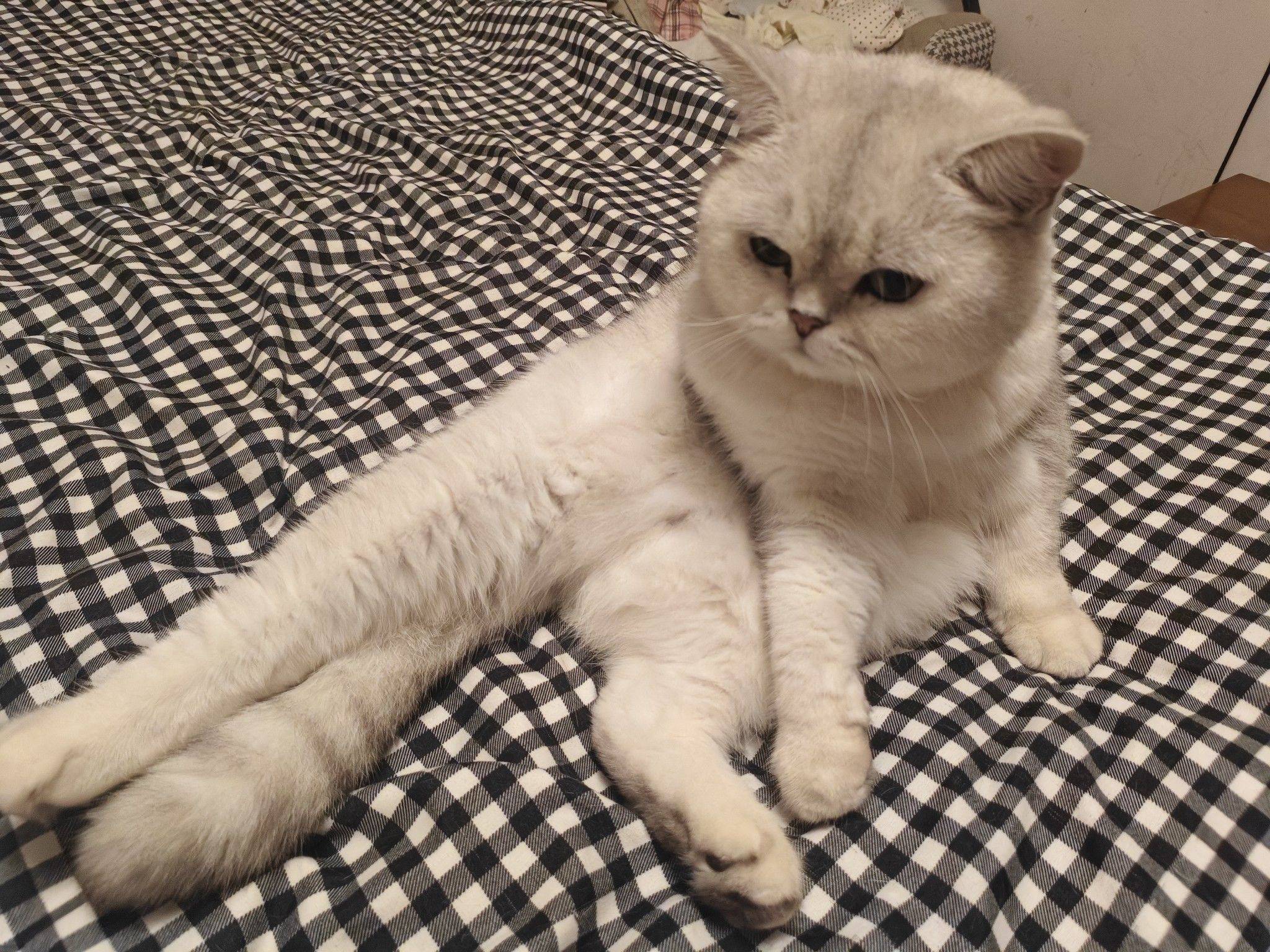 银渐层已绝育，找真心领养 猫咪  萌_1