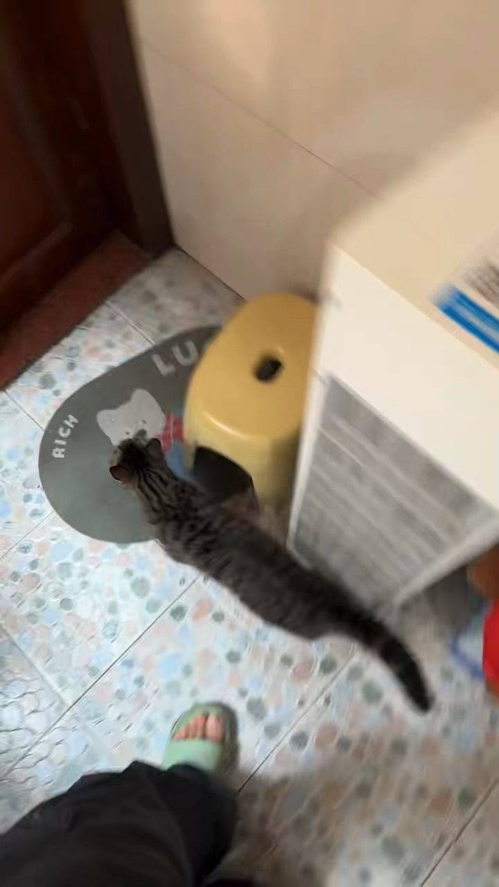 深圳龙岗小猫领养