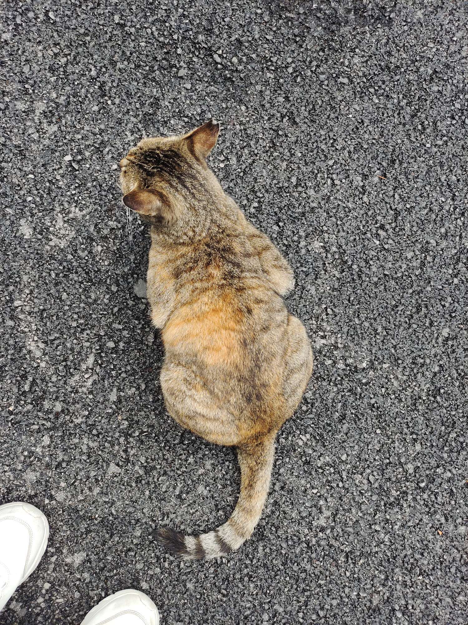 每天骚扰宿舍楼下的小猫_2