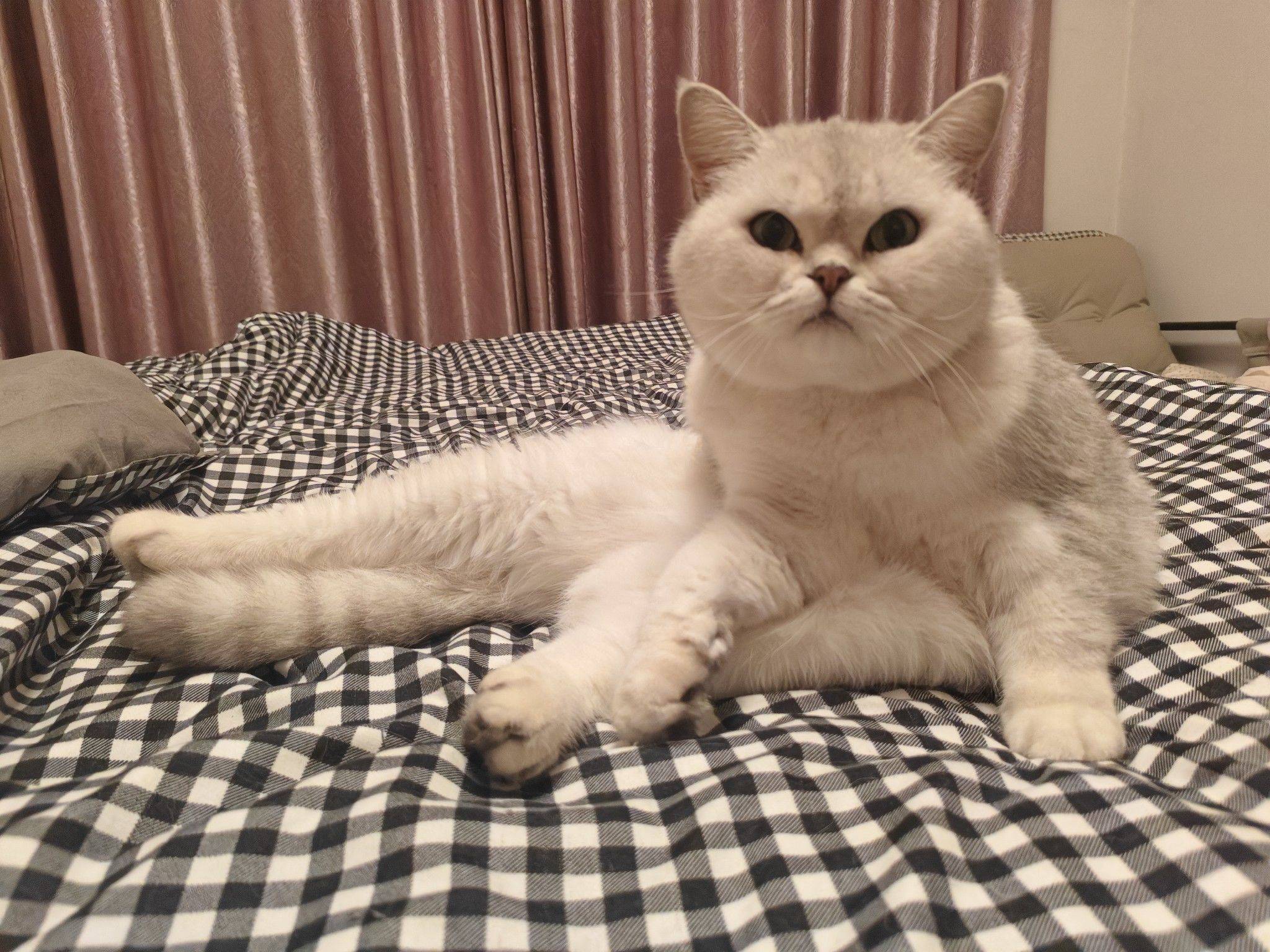 银渐层已绝育，找真心领养 猫咪  萌