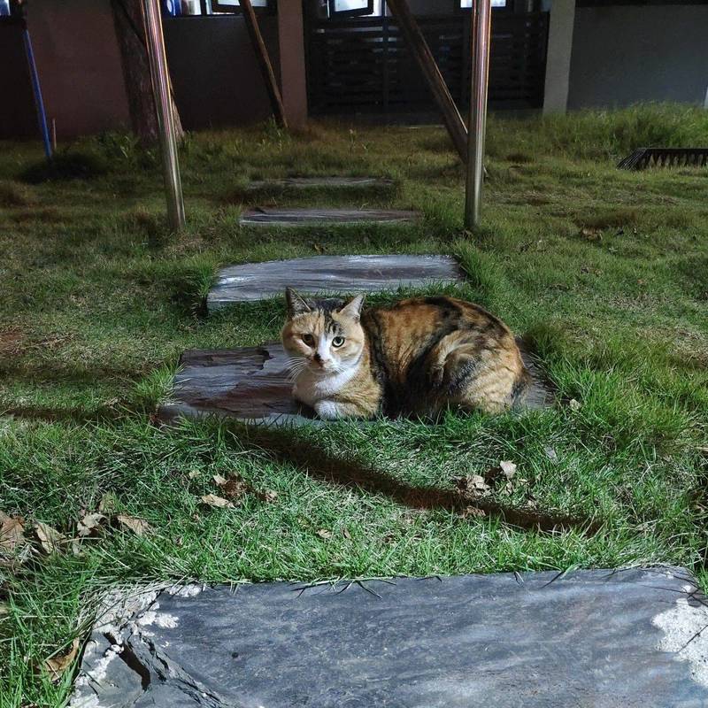 每天骚扰宿舍楼下的小猫