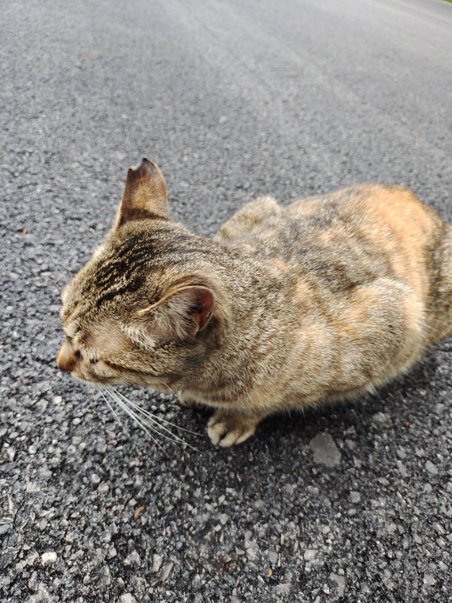 每天骚扰宿舍楼下的小猫_1