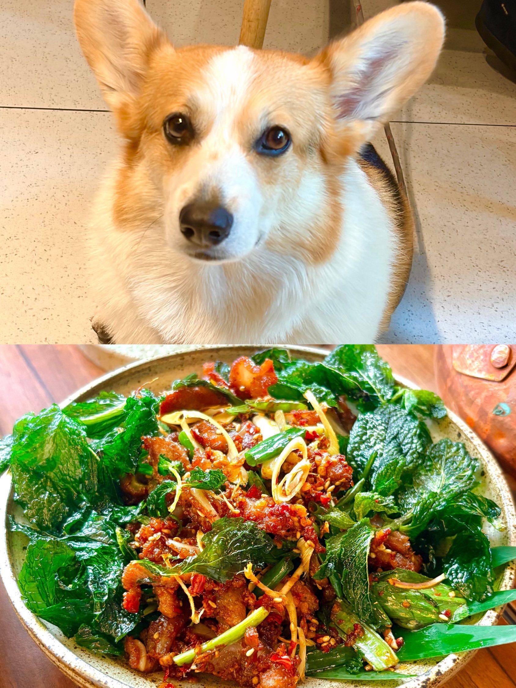 上海｜你这云南小馆别太好吃了😋（店有小狗！