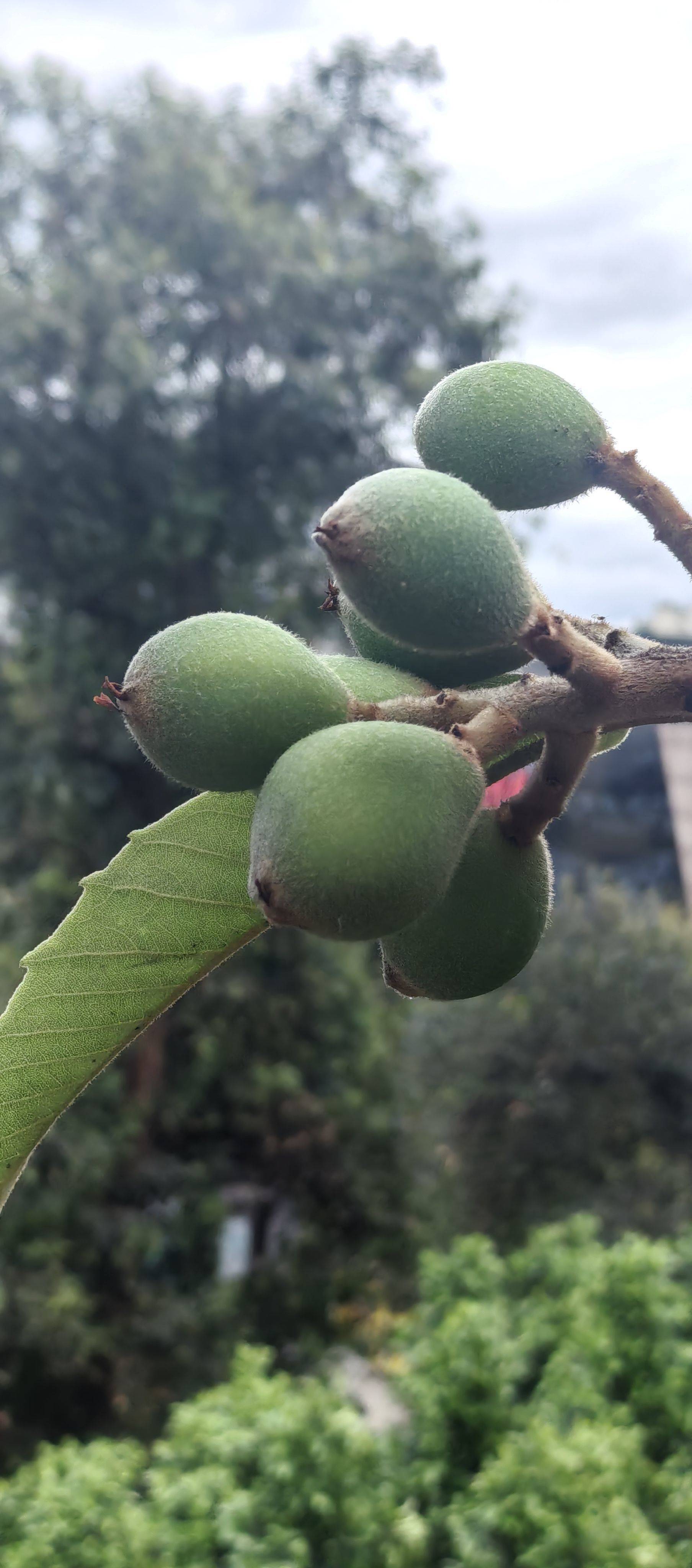  初夏果实  自然生长 