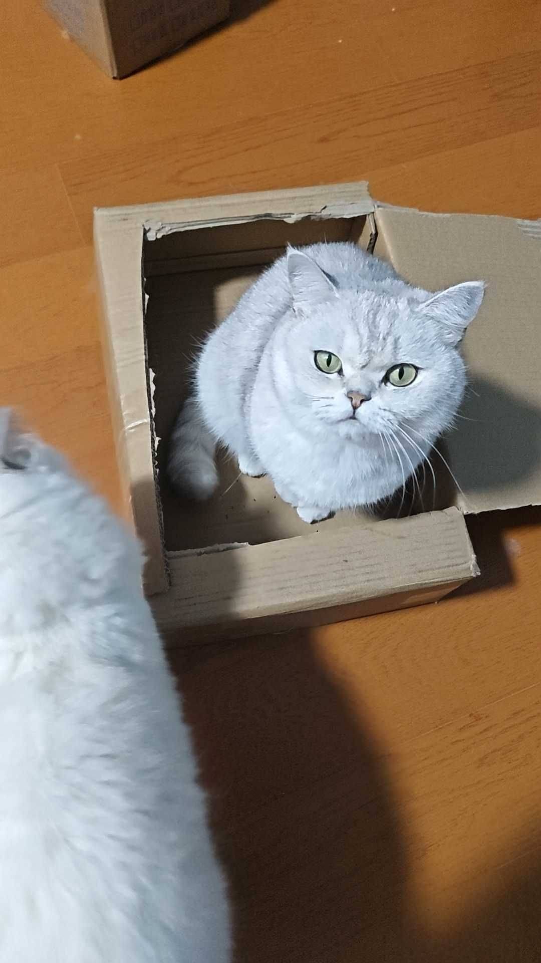 银渐层已绝育，找真心领养 猫咪  萌_4