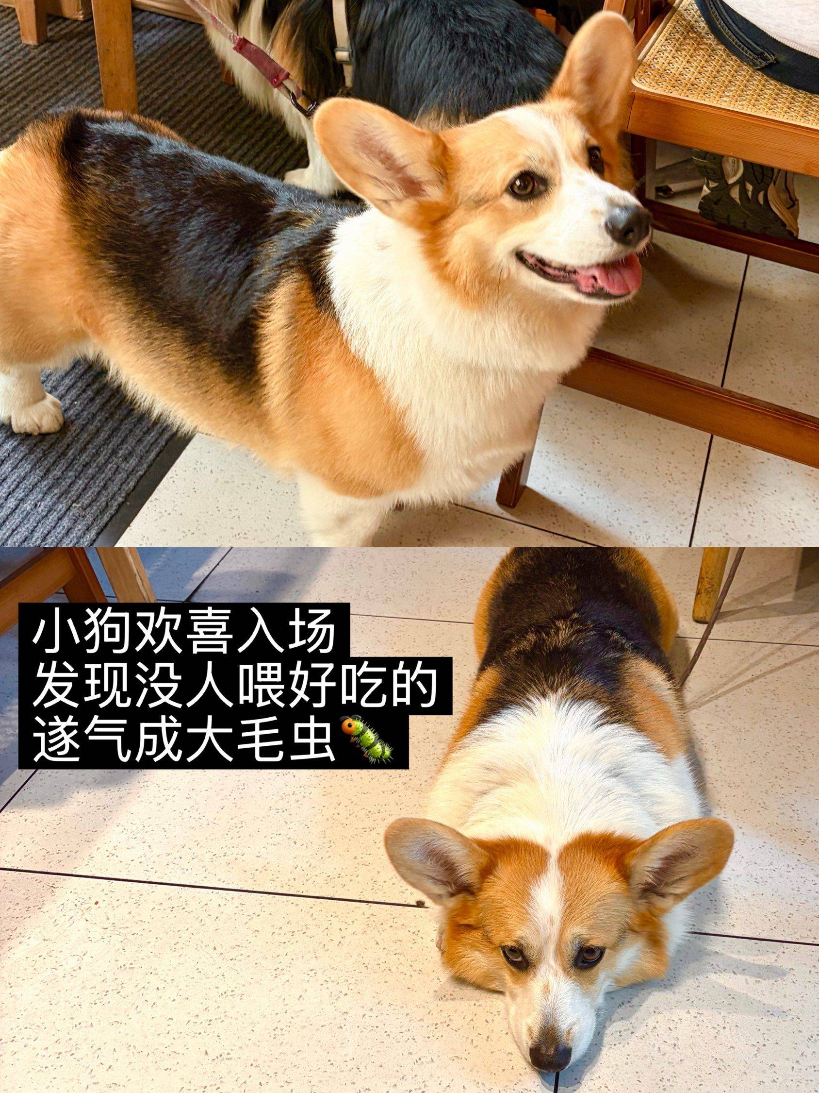 上海｜你这云南小馆别太好吃了😋（店有小狗！_2