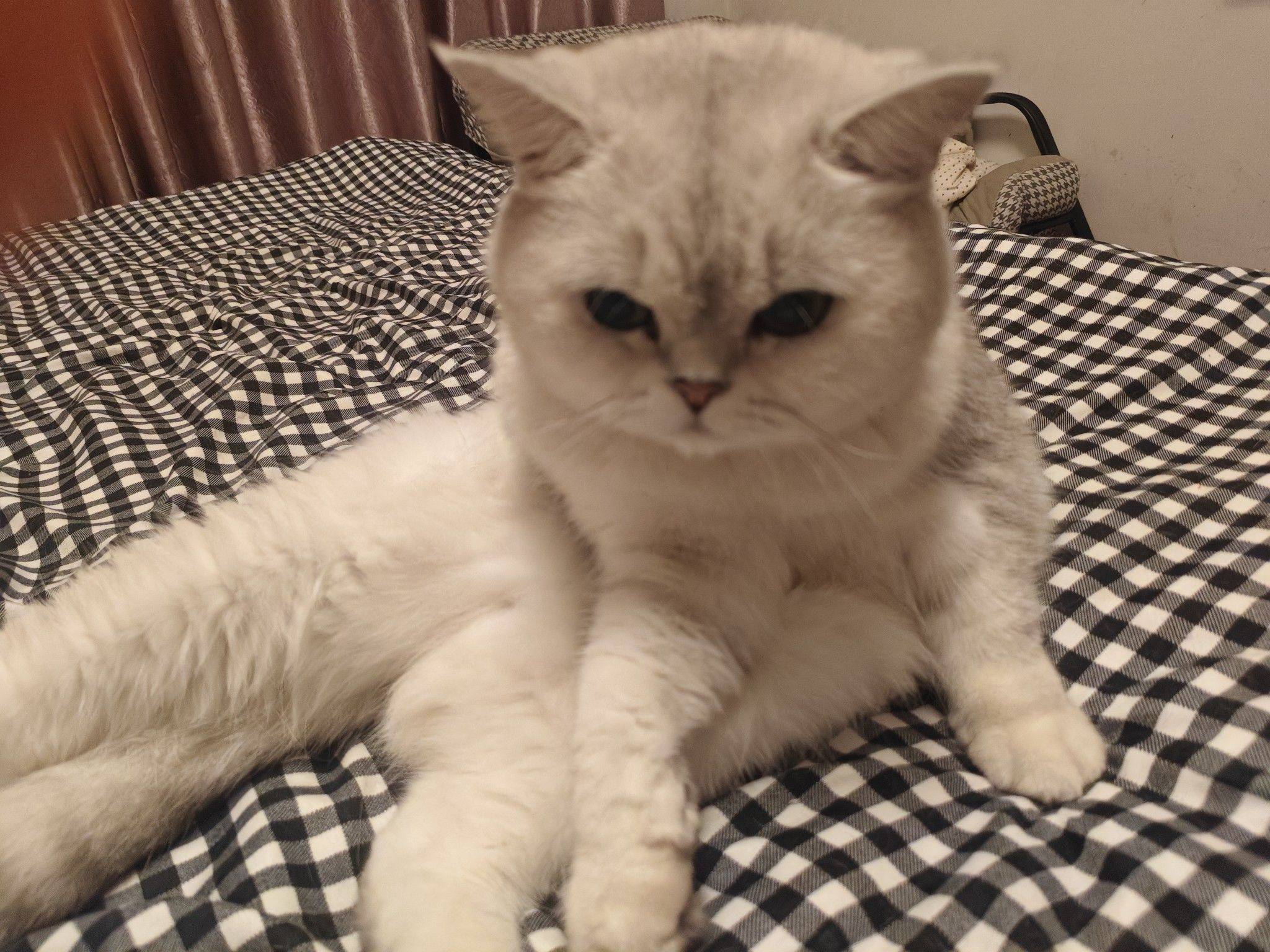 银渐层已绝育，找真心领养 猫咪  萌_2