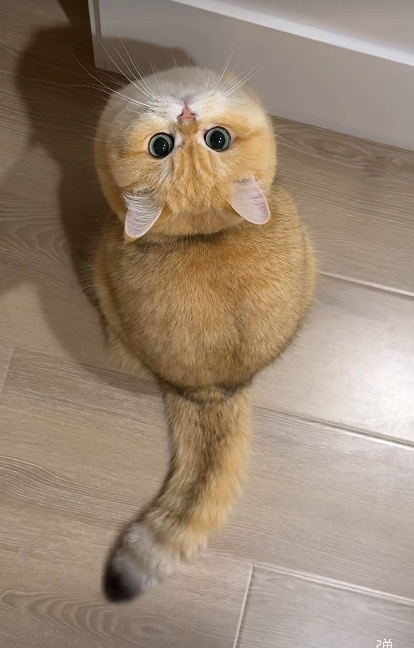 nice cat 哈？