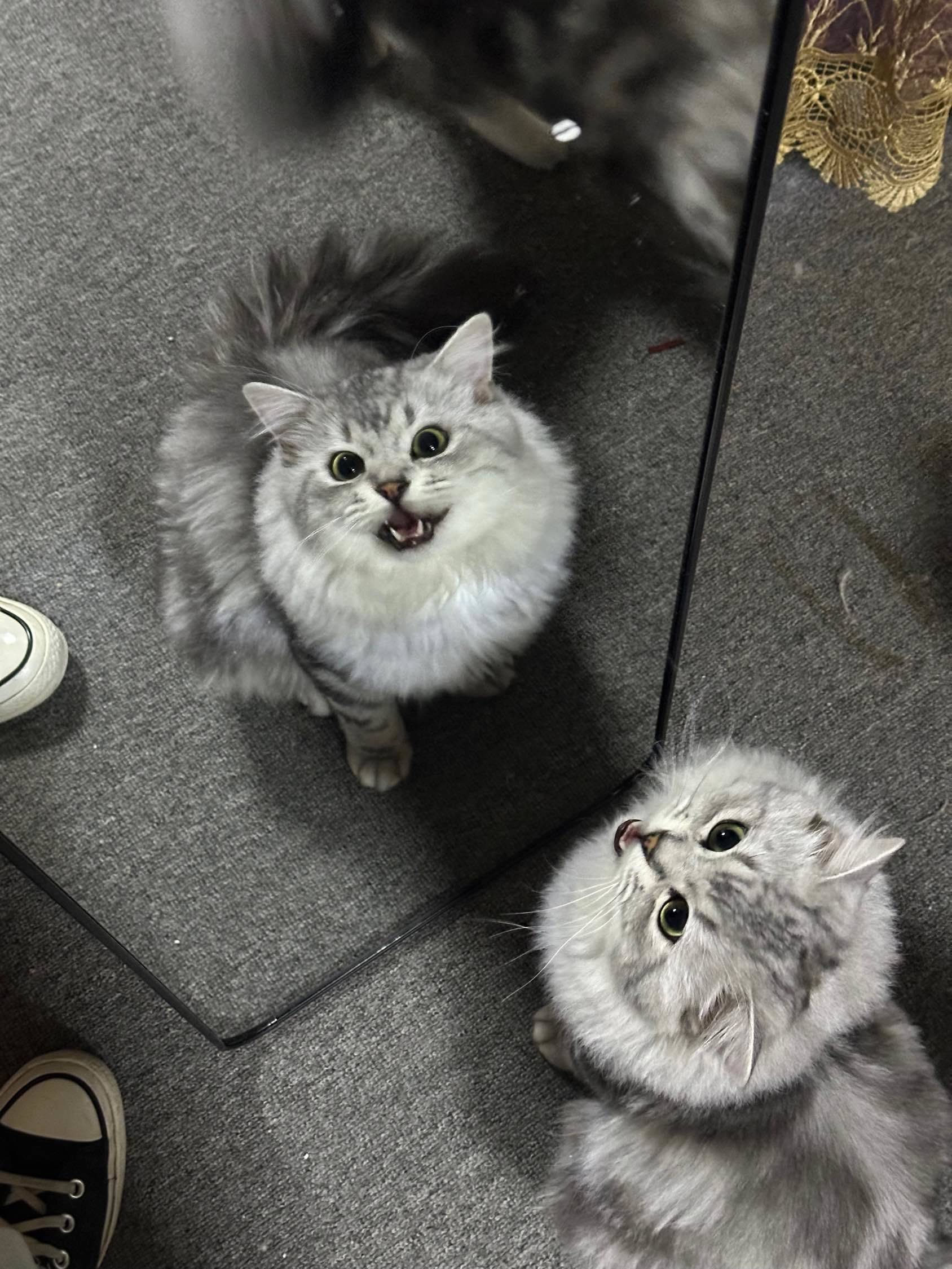 看看我的大咪咪