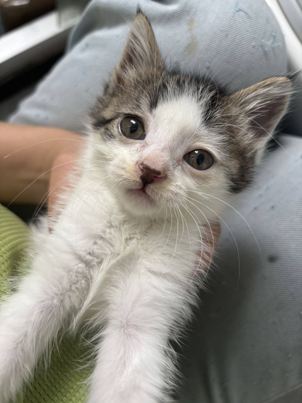 无偿领养小猫（需自提）