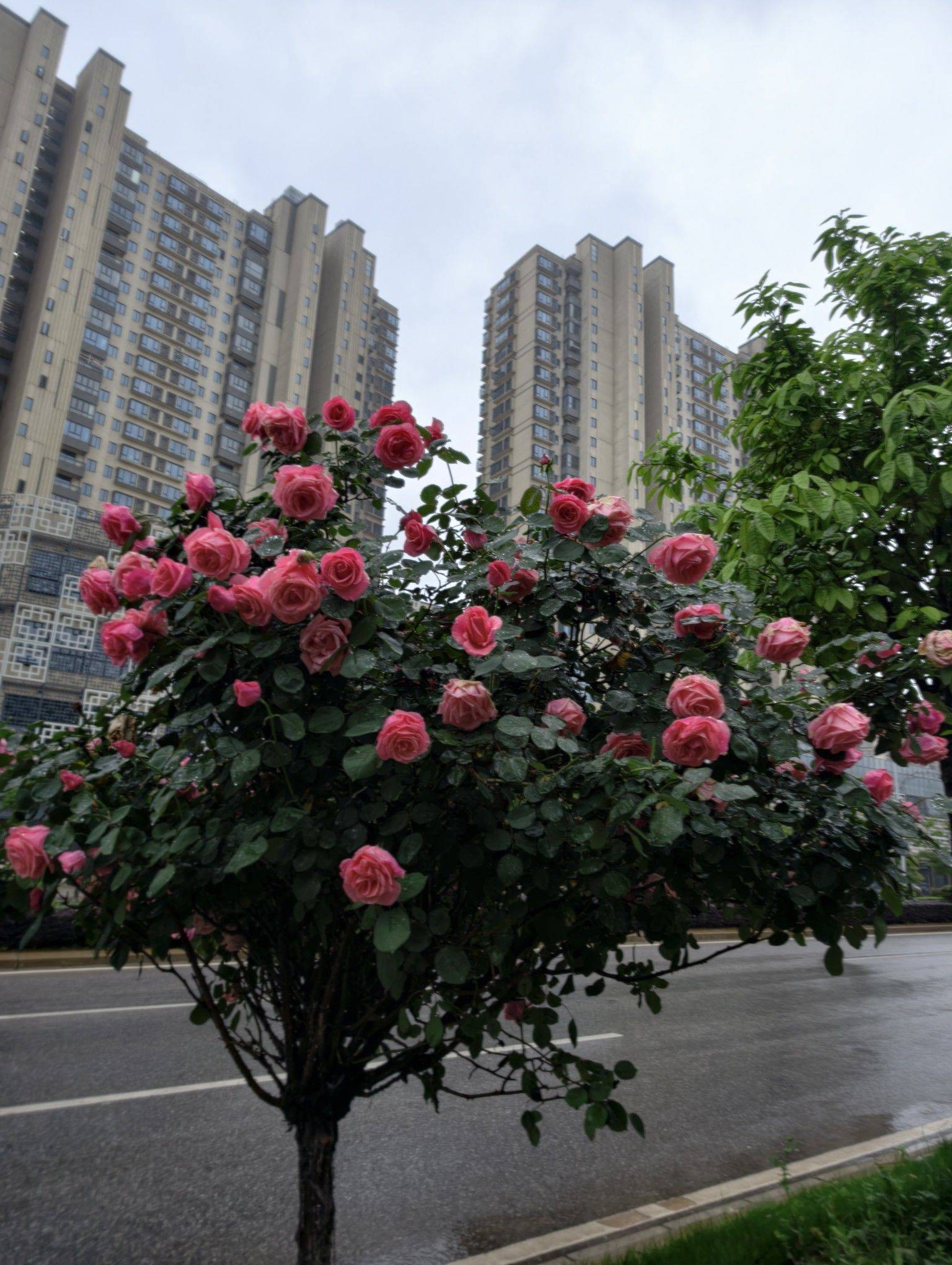 江西省南昌市这个天气是夏天还是冬天，冻死