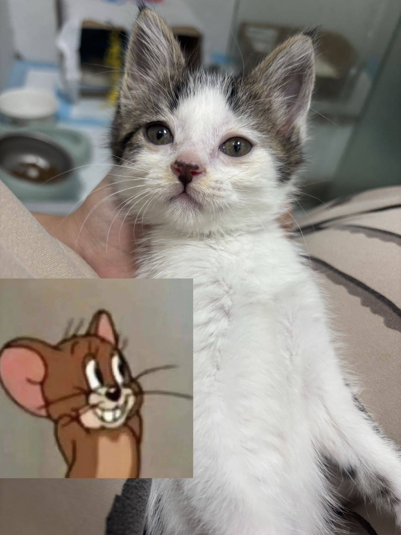 无偿领养小猫（需自提）_3