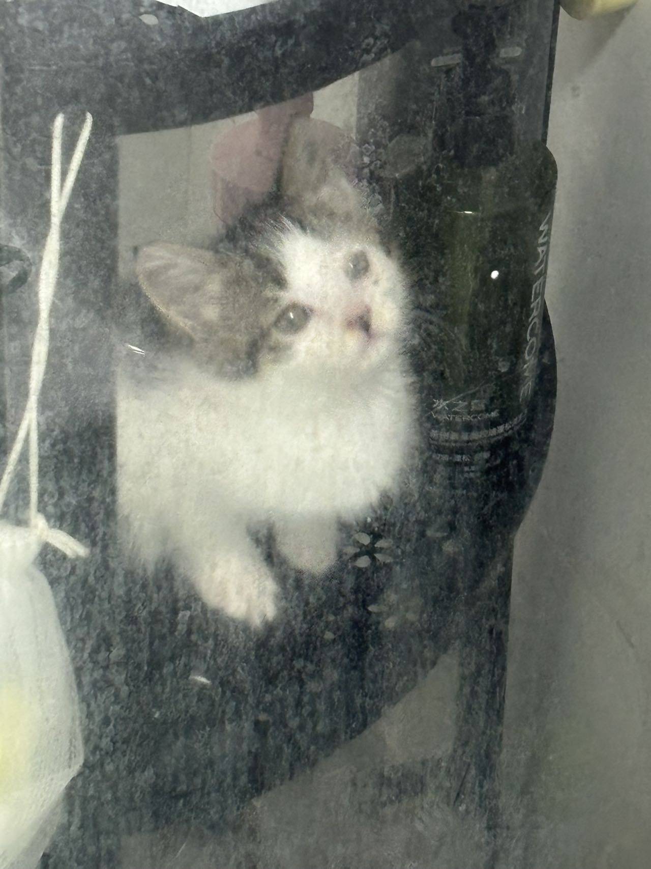 无偿领养小猫（需自提）_2