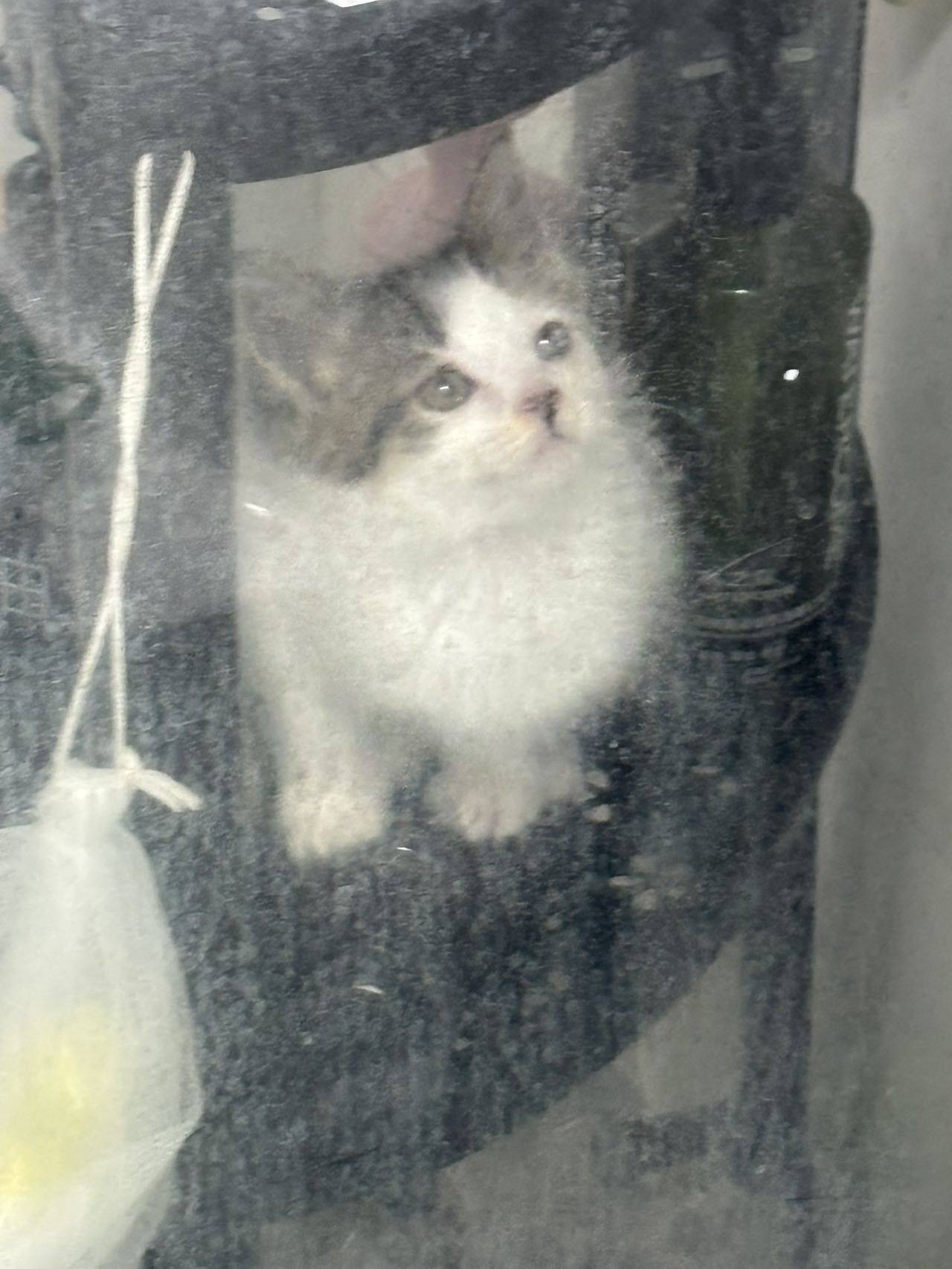 无偿领养小猫（需自提）_1