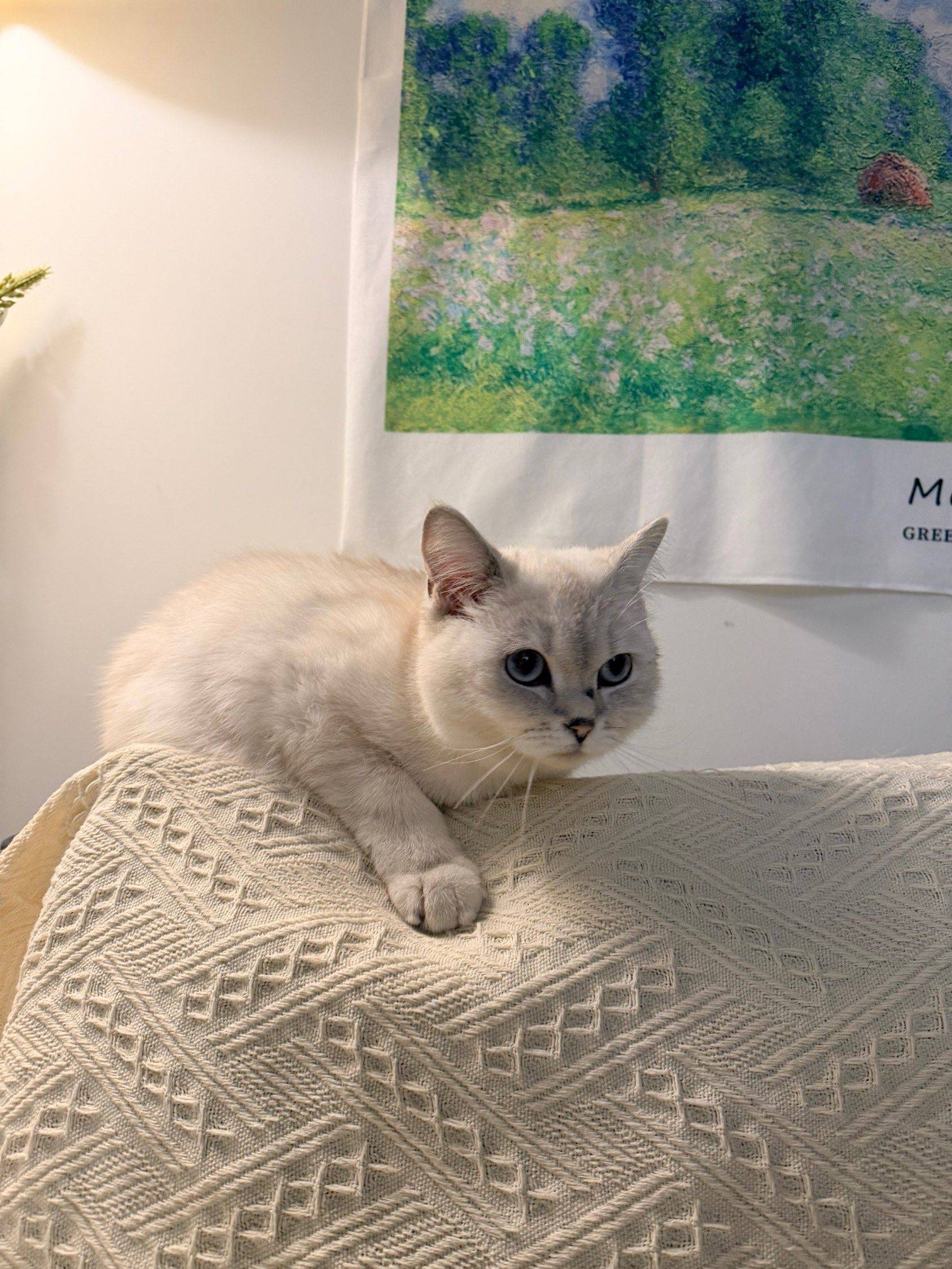 徐汇10个月大银点妹妹找领养