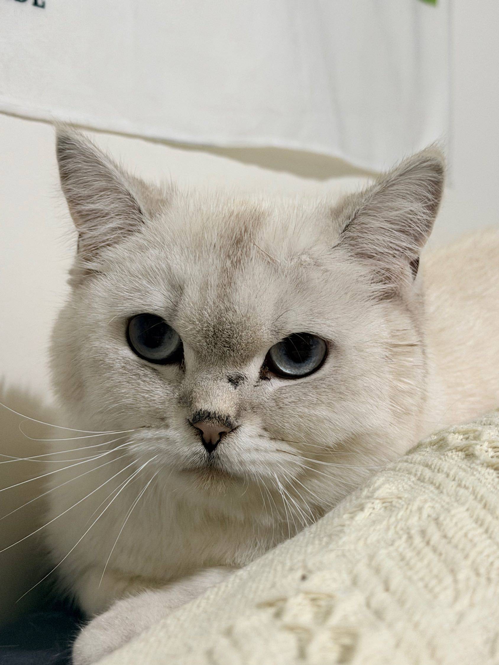 徐汇10个月大银点妹妹找领养_1