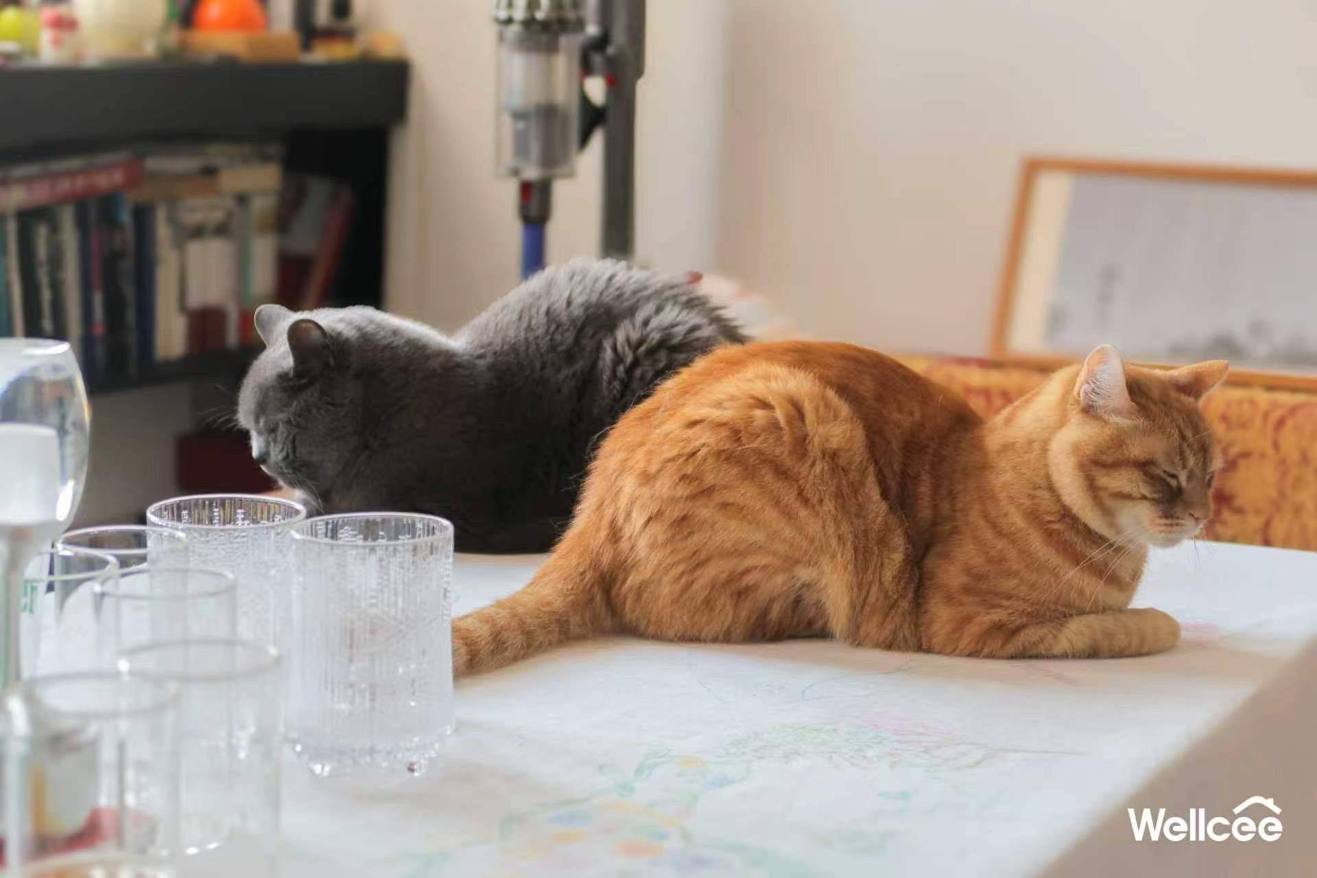 让我来看看wellcee和空瓶子厨房一起在干啥_3