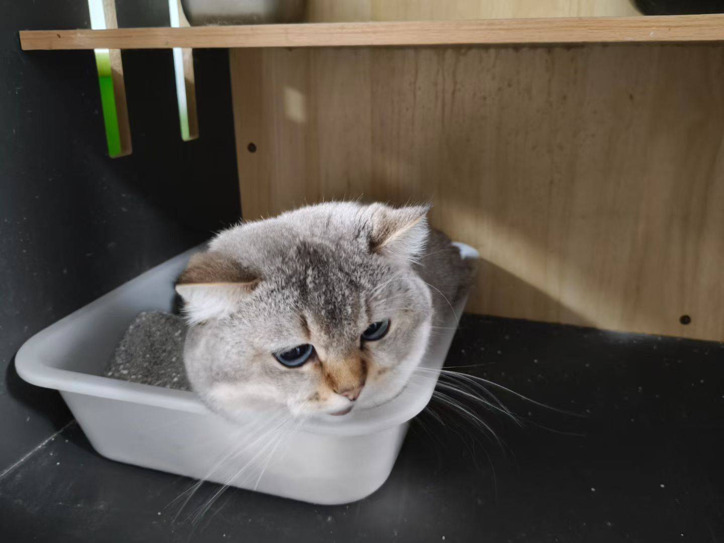 山猫纹蓝金点弟弟找铲屎官_3