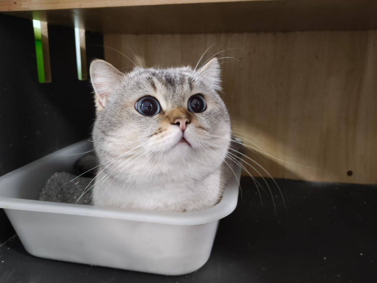 山猫纹蓝金点弟弟找铲屎官