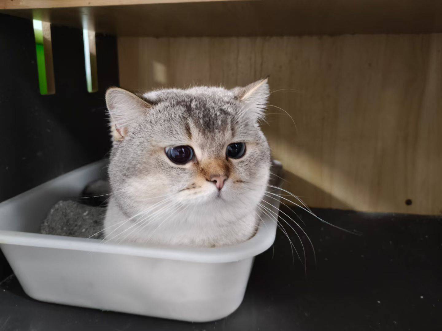 山猫纹蓝金点弟弟找铲屎官_4